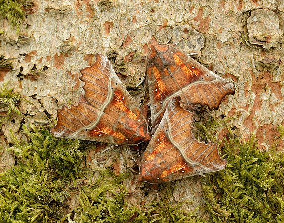 72.001 BF2469 Herald Scoliopteryx libatrix