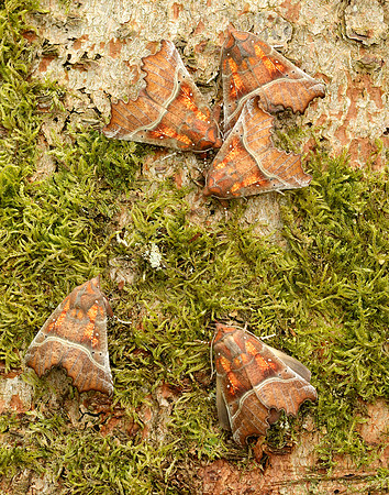 72.001 BF2469 Herald Scoliopteryx libatrix