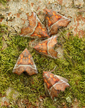 72.001 BF2469 Herald Scoliopteryx libatrix