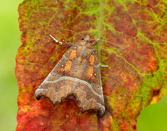 72.001 BF2469 Herald Scoliopteryx libatrix