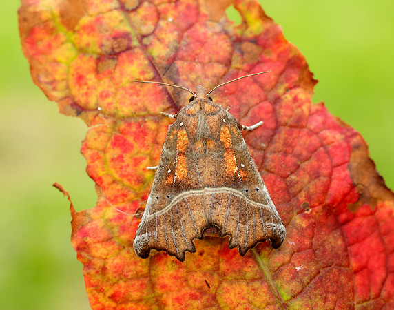 72.001 BF2469 Herald Scoliopteryx libatrix