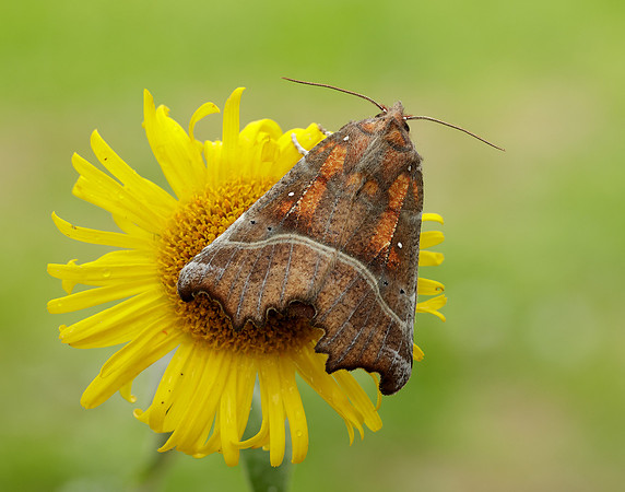 72.001 BF2469 Herald Scoliopteryx libatrix