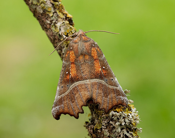 72.001 BF2469 Herald Scoliopteryx libatrix