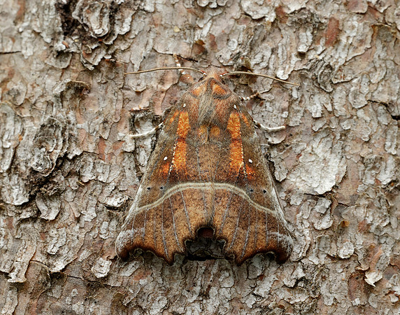72.001 BF2469 Herald Scoliopteryx libatrix