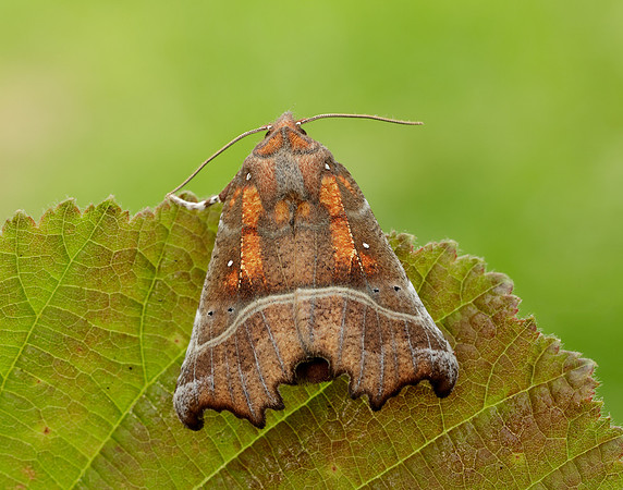72.001 BF2469 Herald Scoliopteryx libatrix