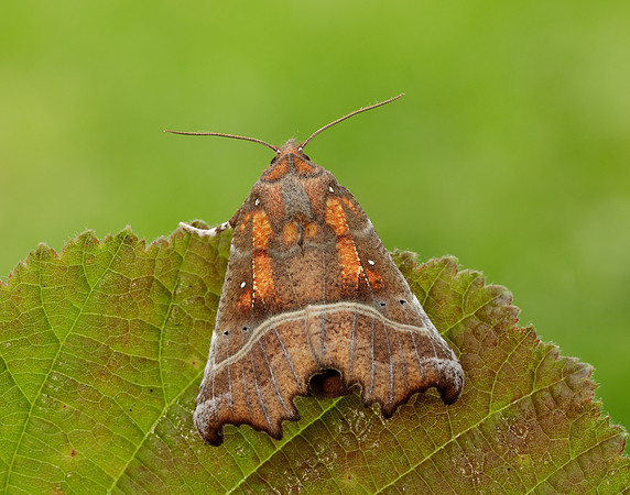 72.001 BF2469 Herald Scoliopteryx libatrix