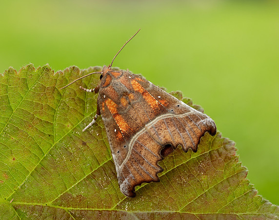 72.001 BF2469 Herald Scoliopteryx libatrix