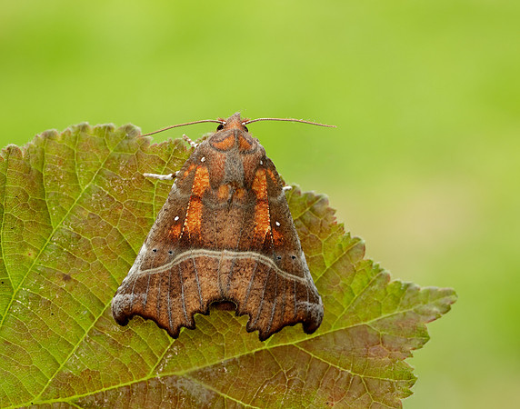 72.001 BF2469 Herald Scoliopteryx libatrix