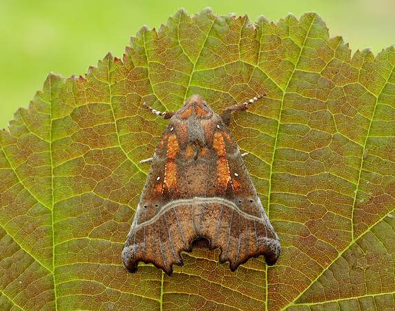 72.001 BF2469 Herald Scoliopteryx libatrix