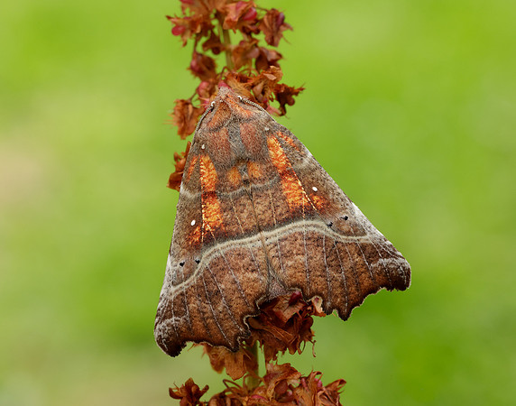 72.001 BF2469 Herald Scoliopteryx libatrix