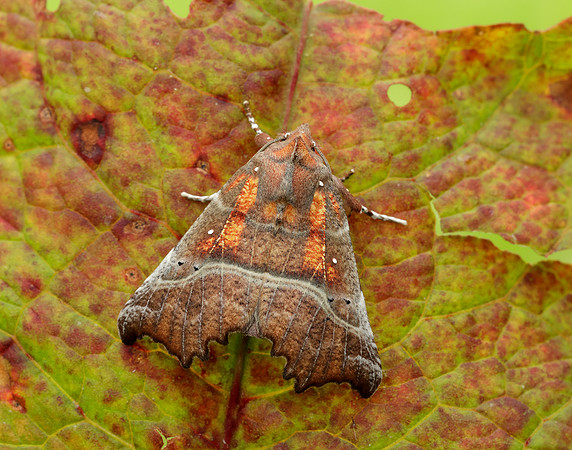 72.001 BF2469 Herald Scoliopteryx libatrix