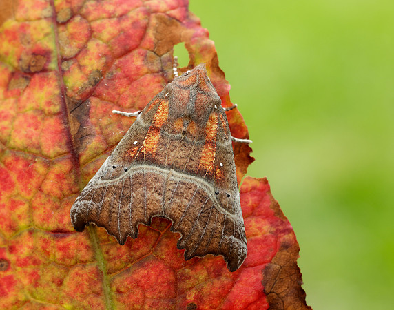 72.001 BF2469 Herald Scoliopteryx libatrix