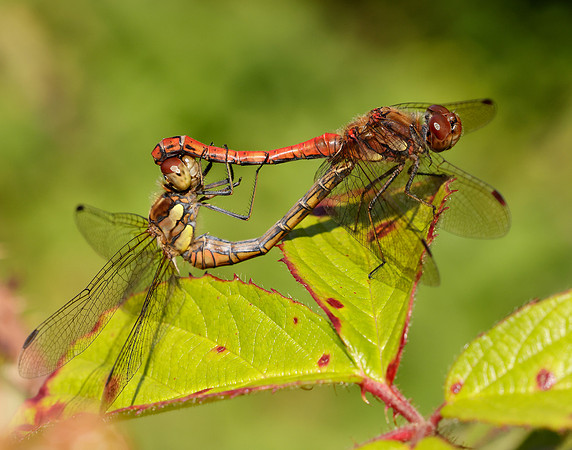 Common Darter Sympetrum striolatum