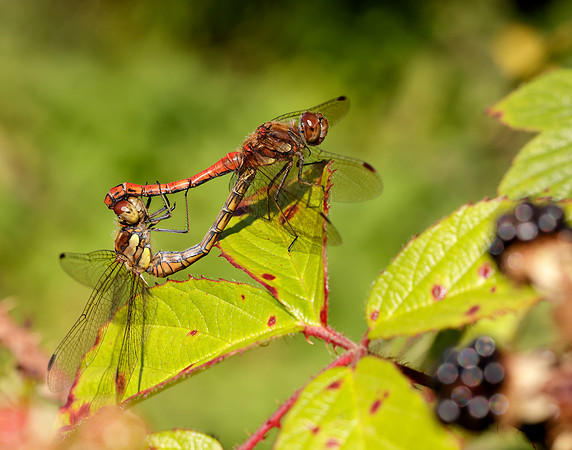 Common Darter Sympetrum striolatum