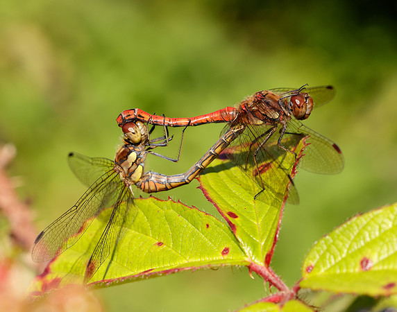 Common Darter Sympetrum striolatum