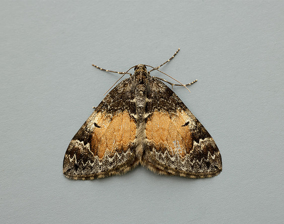 70.097 BF1764 Common Marbled Carpet Dysstroma truncata