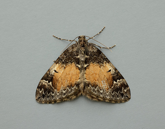 70.097 BF1764 Common Marbled Carpet Dysstroma truncata