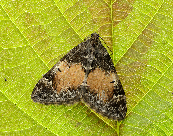 70.097 BF1764 Common Marbled Carpet Dysstroma truncata