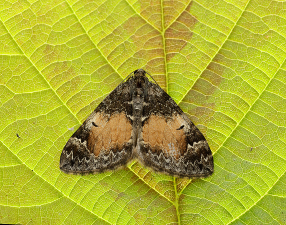 70.097 BF1764 Common Marbled Carpet Dysstroma truncata