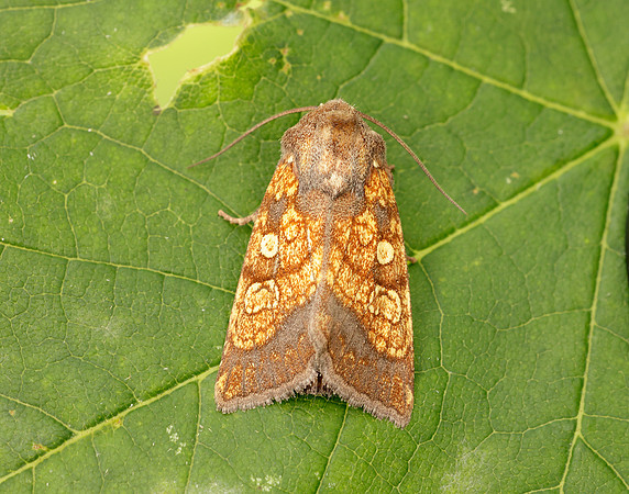 73.121 BF2364 Frosted Orange Gortyna flavago