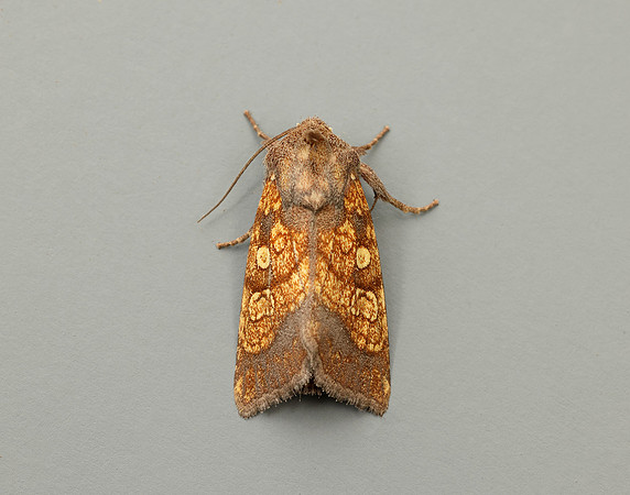 73.121 BF2364 Frosted Orange Gortyna flavago