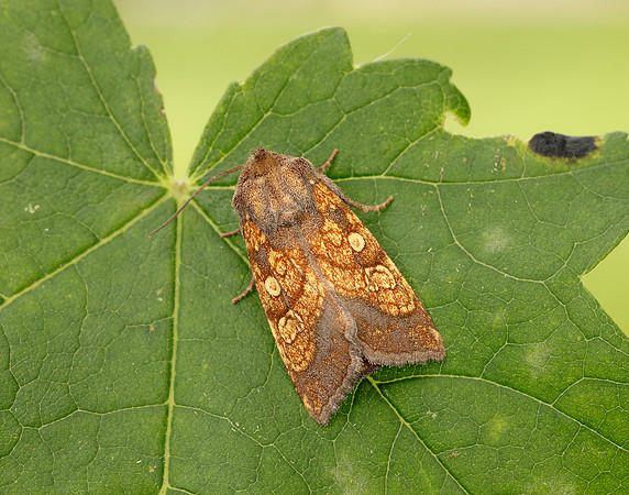 73.121 BF2364 Frosted Orange Gortyna flavago