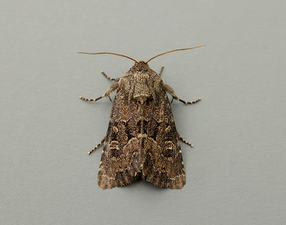 73.131 BF2353 Flounced Rustic Luperina testacea