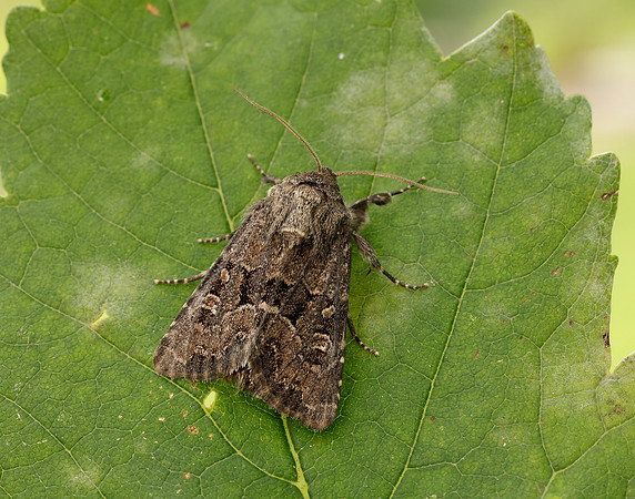 73.131 BF2353 Flounced Rustic Luperina testacea