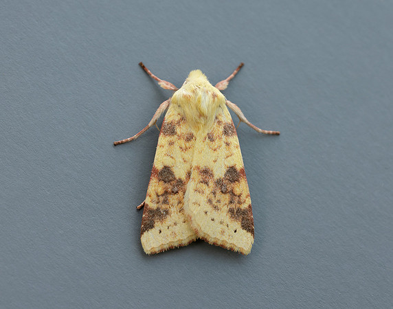 73.182 BF2274 Sallow Cirrhia icteritia