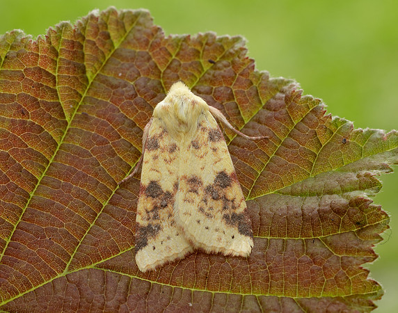 73.182 BF2274 Sallow Cirrhia icteritia