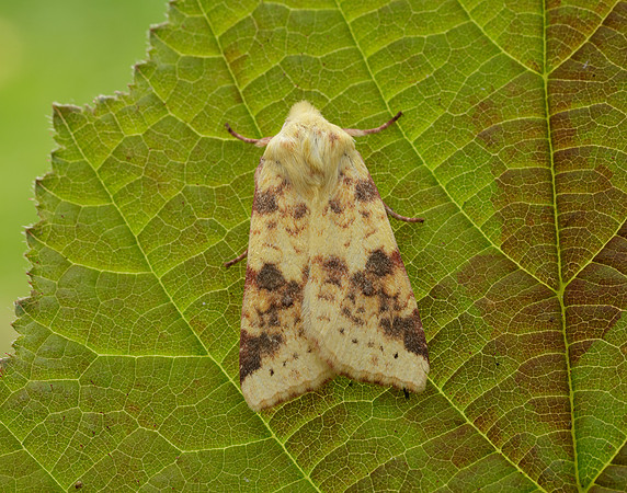 73.182 BF2274 Sallow Cirrhia icteritia
