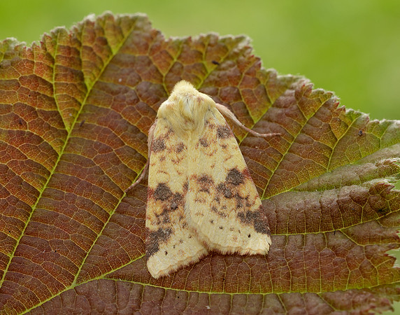 73.182 BF2274 Sallow Cirrhia icteritia