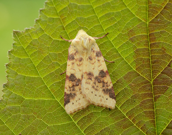 73.182 BF2274 Sallow Cirrhia icteritia