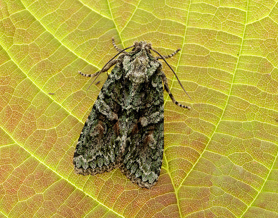 73.225 BF2248 Brindled Green Dryobotodes eremita