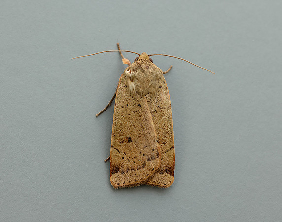 73.345 BF2109 Lesser Yellow Underwing Noctua comes