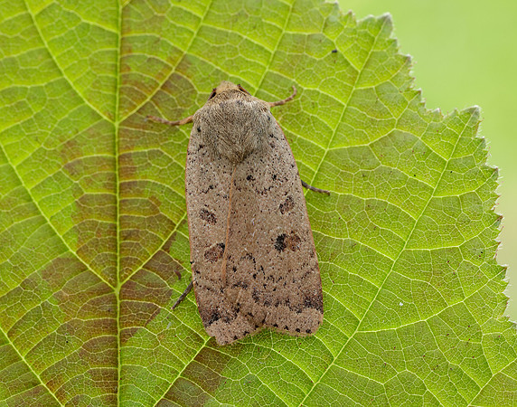 73.345 BF2109 Lesser Yellow Underwing Noctua comes