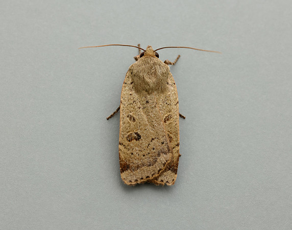 73.345 BF2109 Lesser Yellow Underwing Noctua comes