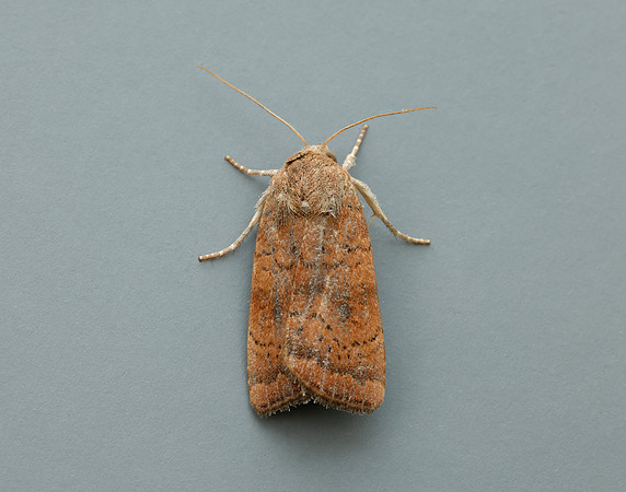 73.346 BF2112 Least Yellow Underwing Noctua interjecta