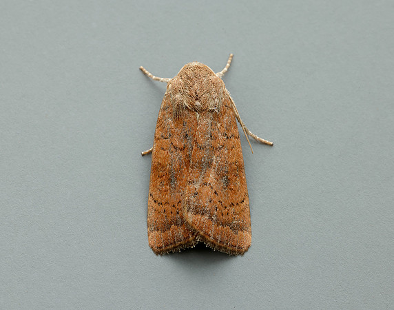 73.346 BF2112 Least Yellow Underwing Noctua interjecta