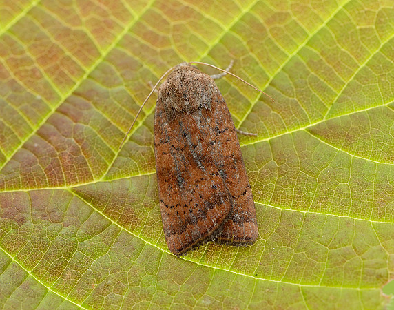 73.346 BF2112 Least Yellow Underwing Noctua interjecta