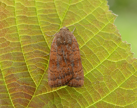 73.346 BF2112 Least Yellow Underwing Noctua interjecta
