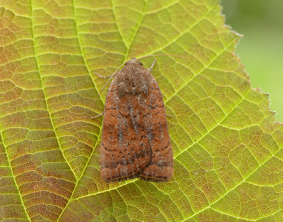 73.346 BF2112 Least Yellow Underwing Noctua interjecta