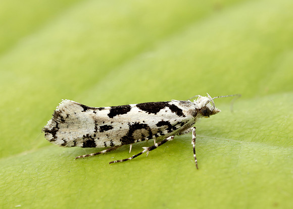 17.012 BF462 Ypsolopha sequella