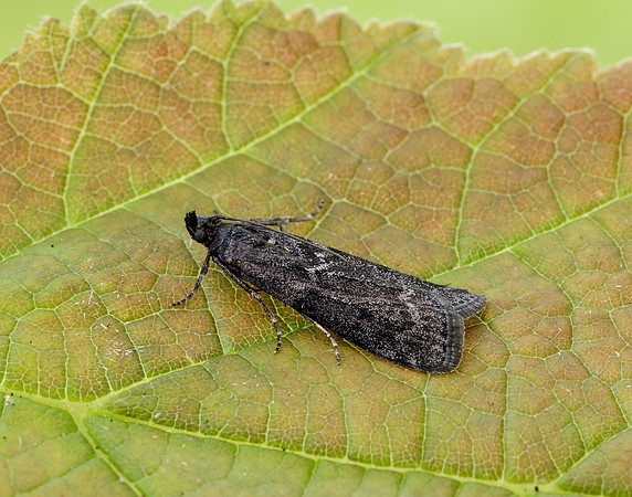 62.012 BF1451 Pyla fusca