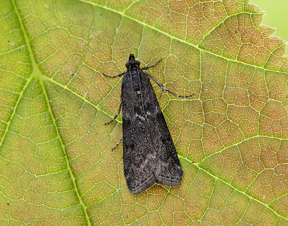 62.012 BF1451 Pyla fusca