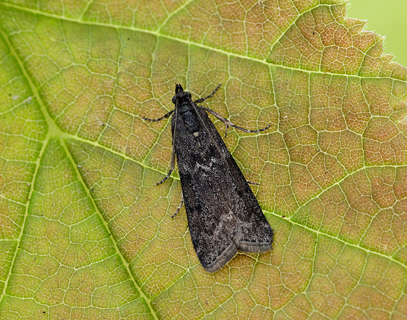62.012 BF1451 Pyla fusca