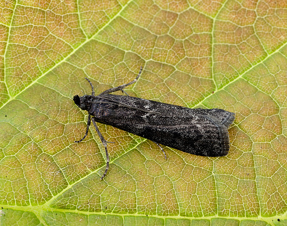 62.012 BF1451 Pyla fusca
