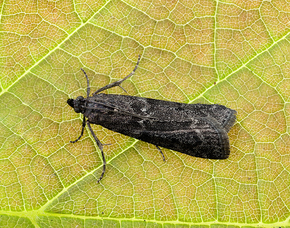 62.012 BF1451 Pyla fusca