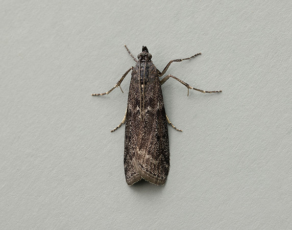 62.012 BF1451 Pyla fusca