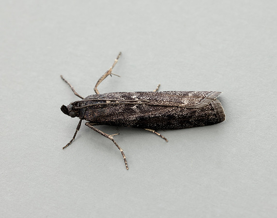 62.012 BF1451 Pyla fusca